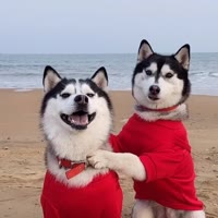 向子彈飛（哈士奇）