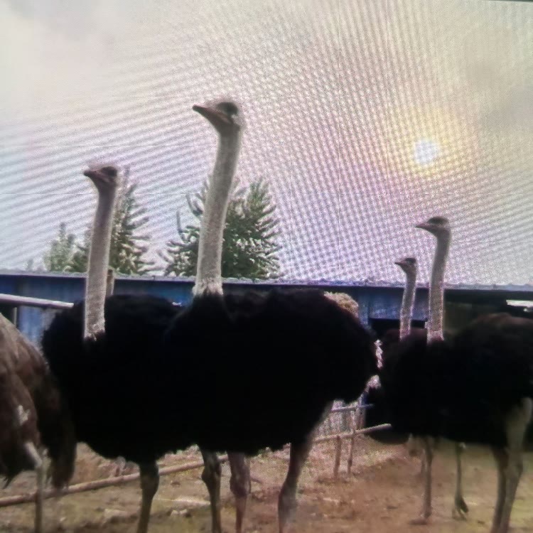 顺鑫珍禽养殖场萌宠养殖