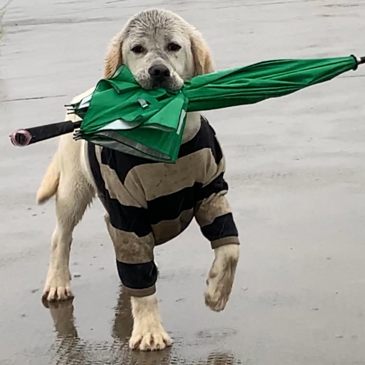 记录萌宠  小宝