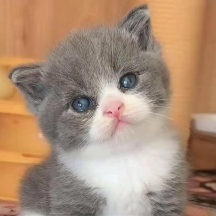 黑哥家的猫