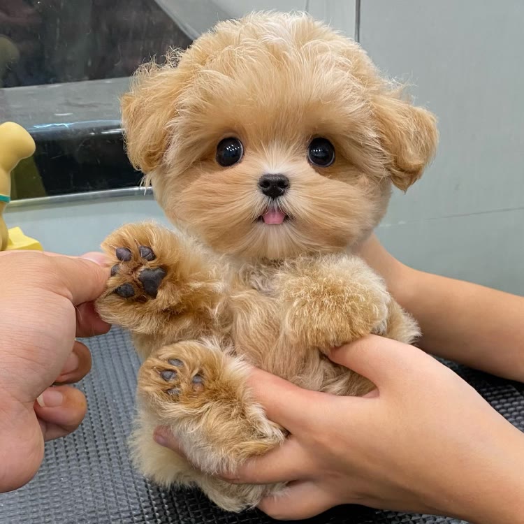 家有爱宠宠物店