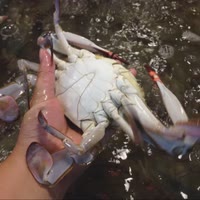 丹东东港小媳妇海鲜