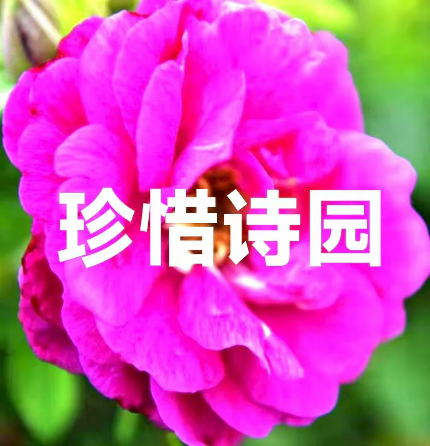 图片13