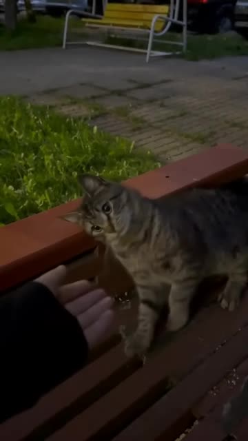 #猫咪  #记录猫咪日常的生活