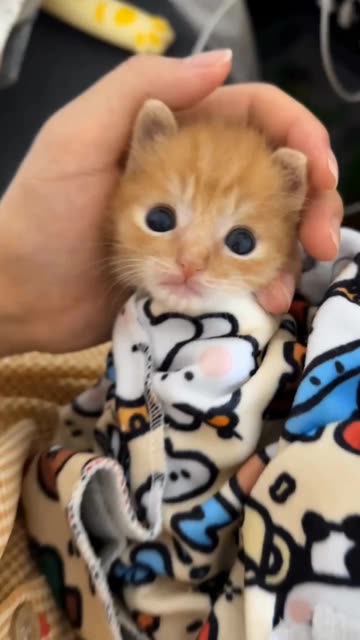 #小猫可以治愈一切